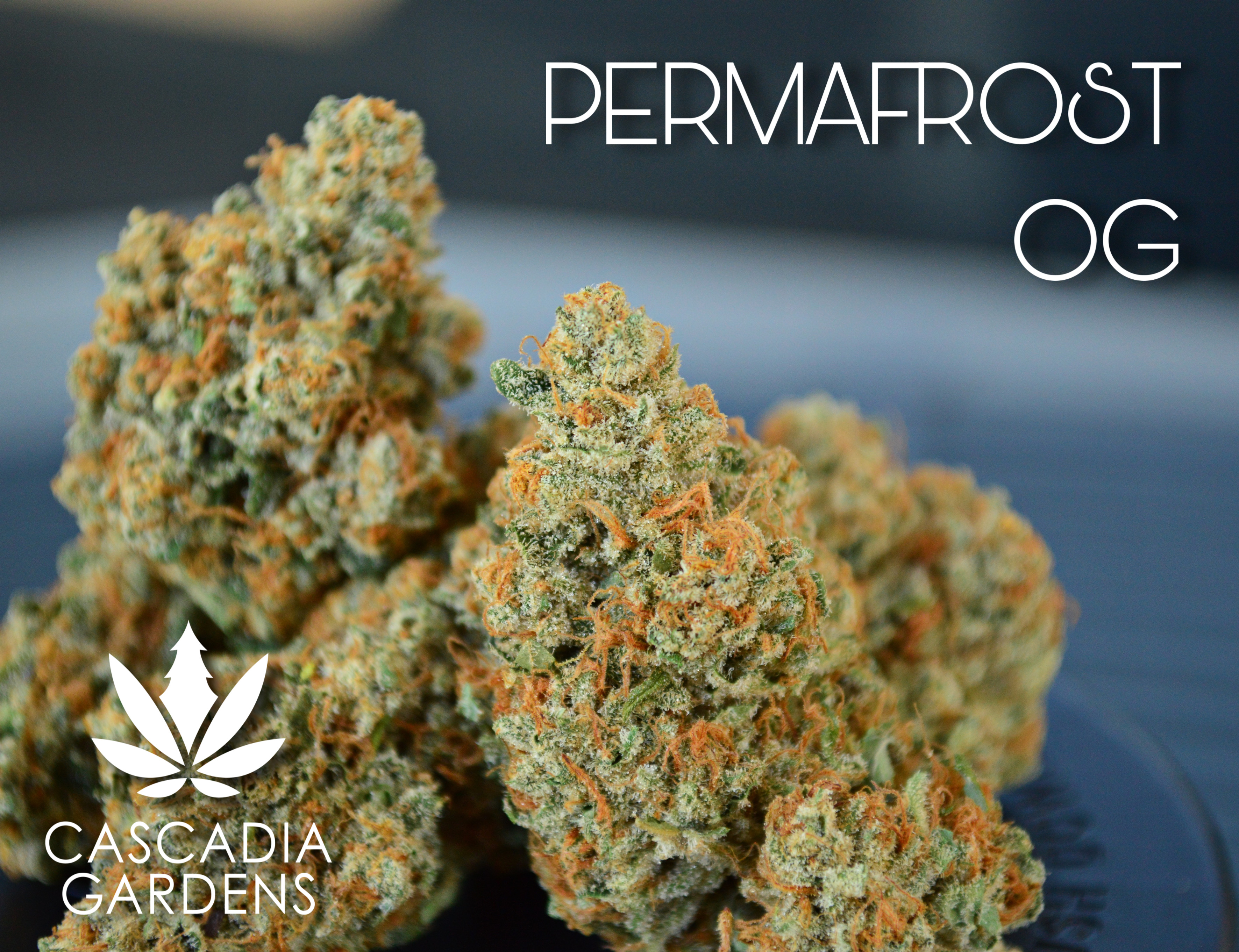 Permafrost OG - S Main Image